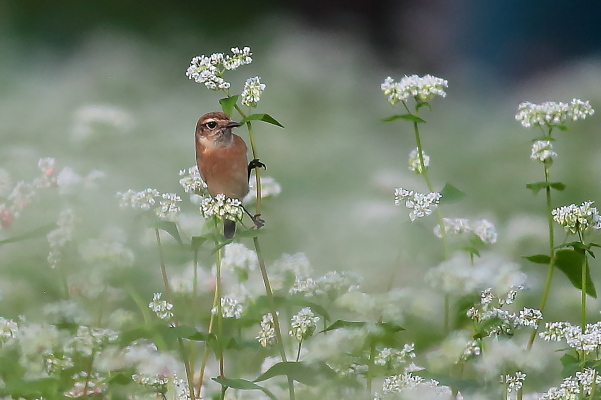ノビタキには白い蕎麦の花が良く似合う_e0413627_16273914.jpg