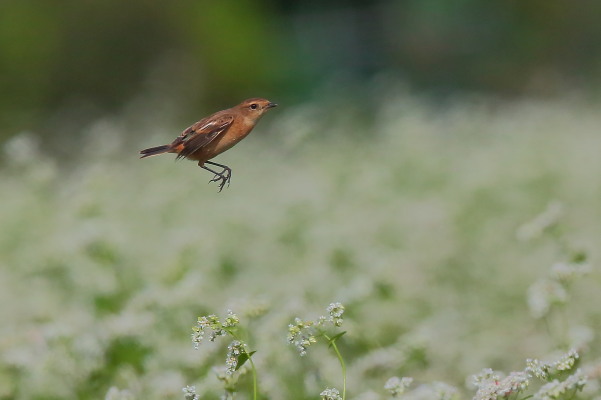 虫を探して飛び出すノビタキ_e0413627_16373352.jpg