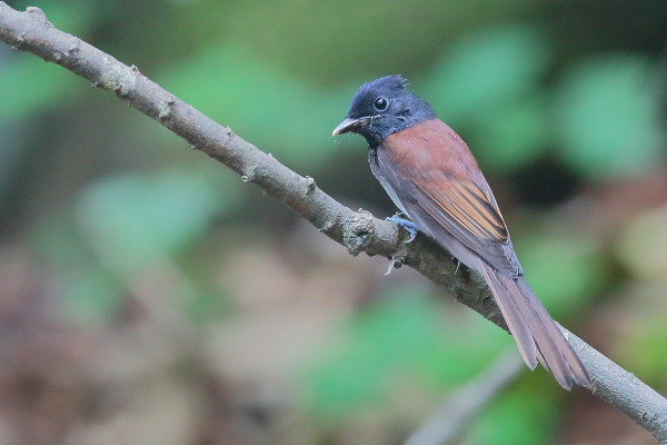 カラ類に混じって現れたサンコウチョウ_e0413627_17241814.jpg