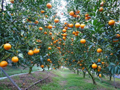 究極の柑橘「せとか」　部分的に摘果を遅らせ令和5年2月の収穫へ向け美しく、大きく、美味しく育てる匠の技_a0254656_17331232.jpg
