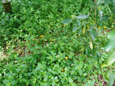 究極の柑橘「せとか」　部分的に摘果を遅らせ令和5年2月の収穫へ向け美しく、大きく、美味しく育てる匠の技_a0254656_17595602.jpg