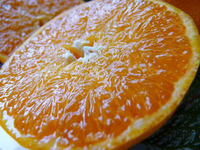 究極の柑橘「せとか」　部分的に摘果を遅らせ令和5年2月の収穫へ向け美しく、大きく、美味しく育てる匠の技_a0254656_18090162.jpg