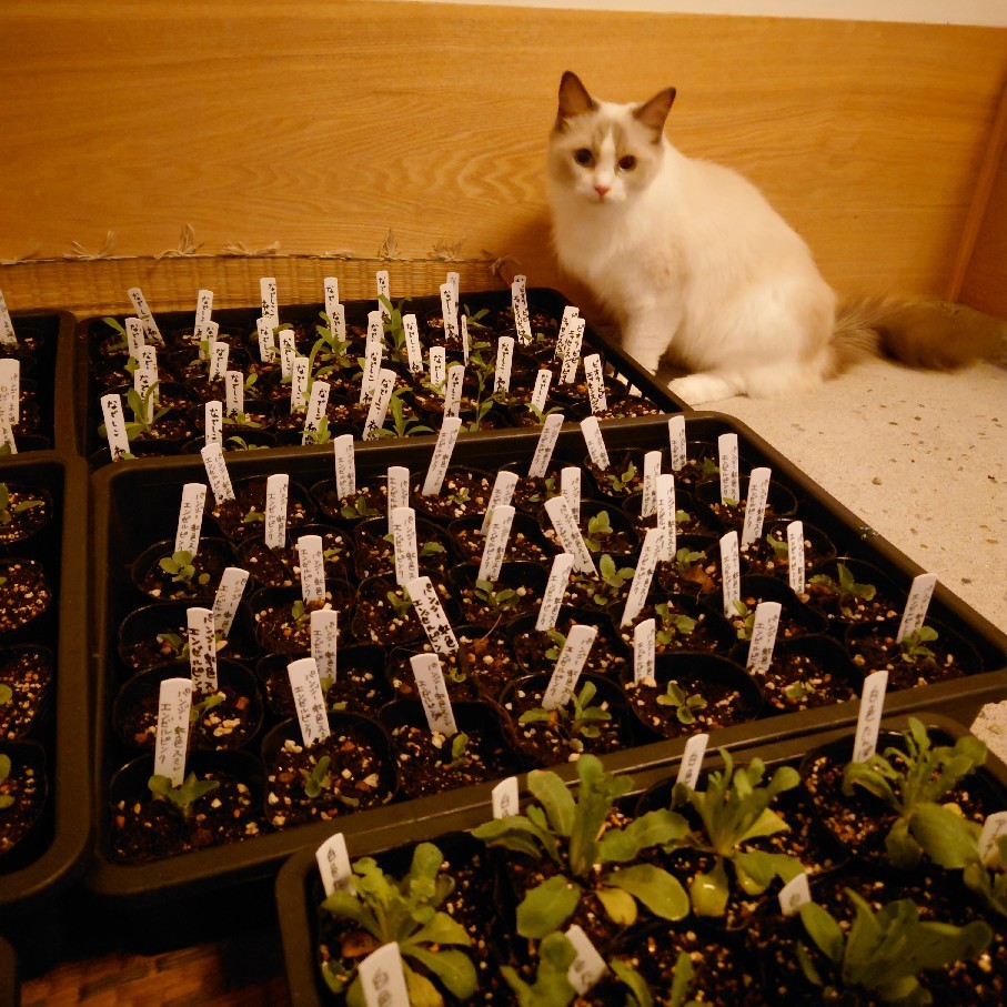 今日は気温が低く花たちもホッとしている風_c0404712_08501959.jpg