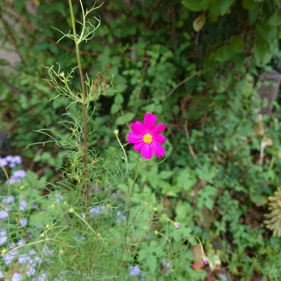 今日は気温が低く花たちもホッとしている風_c0404712_08503026.jpg