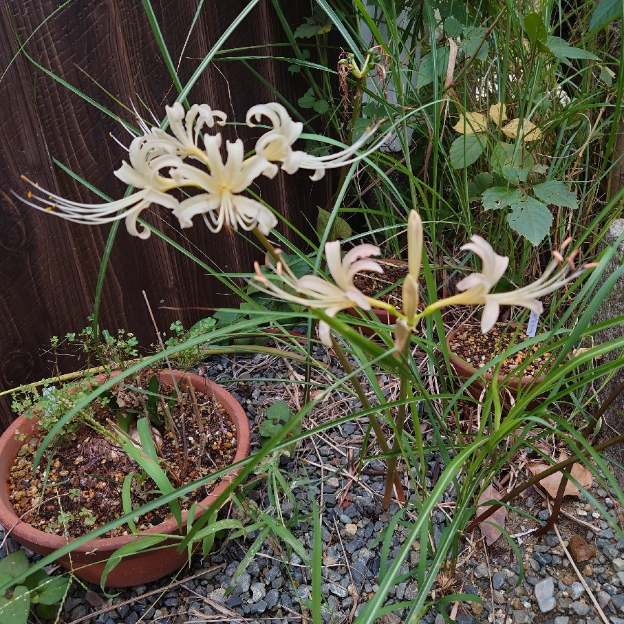 今日は気温が低く花たちもホッとしている風_c0404712_08503074.jpg