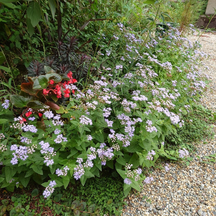 今日は気温が低く花たちもホッとしている風_c0404712_08503144.jpg