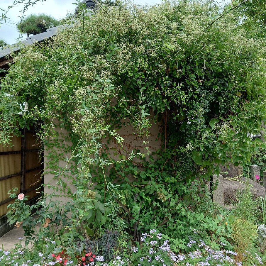 今日は気温が低く花たちもホッとしている風_c0404712_08503189.jpg