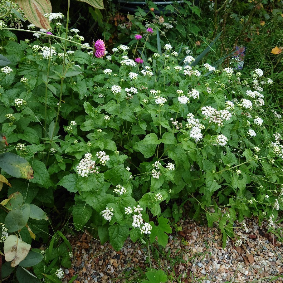 今日は気温が低く花たちもホッとしている風_c0404712_08504288.jpg