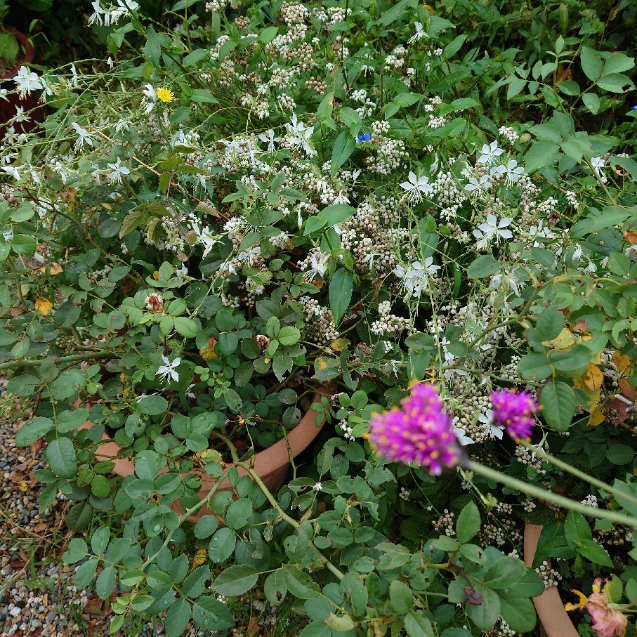 今日は気温が低く花たちもホッとしている風_c0404712_08504294.jpg