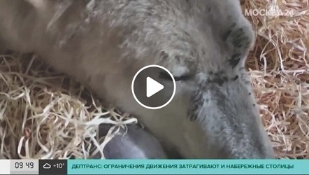 モスクワ動物園の重傷を負ったディクソン(Диксон)は反射神経を失っておらず運動機能は部分的に回復可能と診断 ～ 生への強い執着_a0151913_05194924.jpg