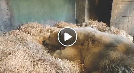 モスクワ動物園の重傷を負ったディクソン(Диксон)は反射神経を失っておらず運動機能は部分的に回復可能と診断 ～ 生への強い執着_a0151913_05391428.jpg