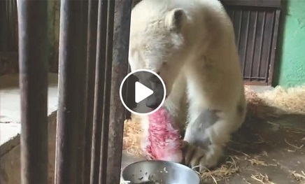 モスクワ動物園の重傷を負ったディクソン(Диксон)は反射神経を失っておらず運動機能は部分的に回復可能と診断 ～ 生への強い執着_a0151913_05515067.jpg