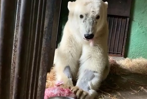 モスクワ動物園の重傷を負ったディクソン(Диксон)は反射神経を失っておらず運動機能は部分的に回復可能と診断 ～ 生への強い執着_a0151913_06144864.jpg