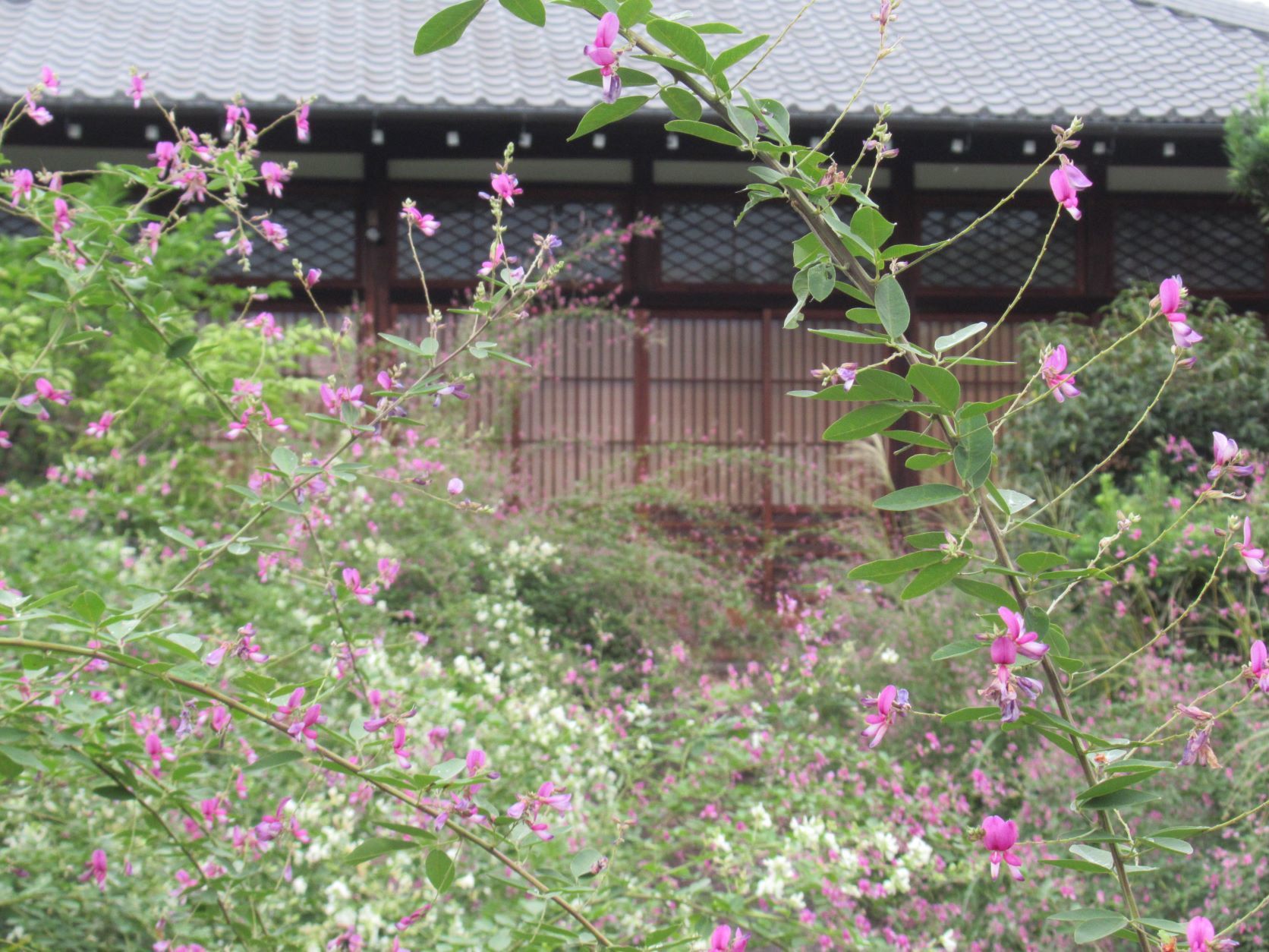 萩の花が満開後半　常林寺_e0048413_17470607.jpg