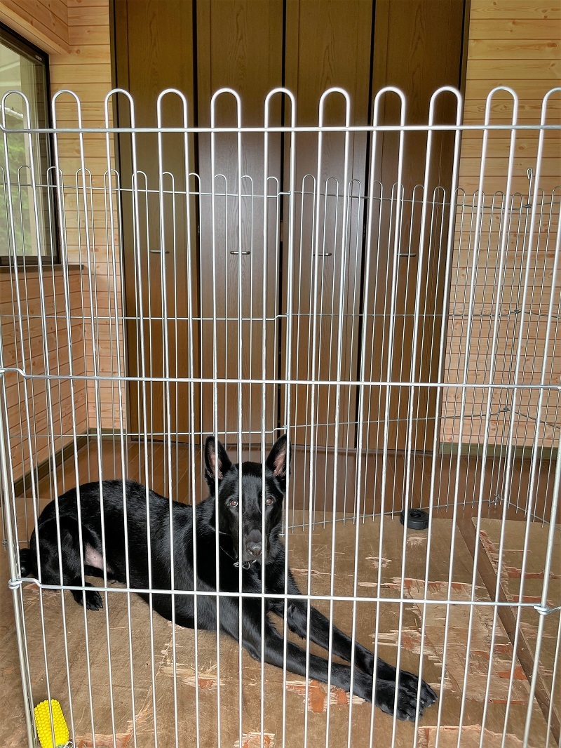 犬ゲレンデに山栗が降る_f0076731_20545092.jpg