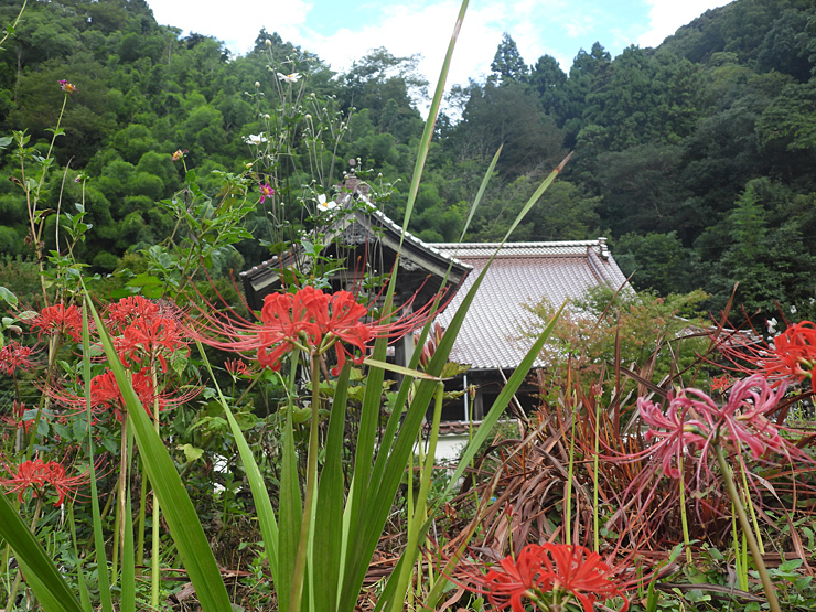 9月17日の「とり・むし・はな」in 大森町①_f0214649_04575300.jpg