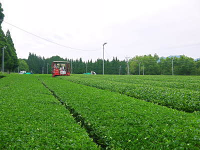 栗の王様「利平栗」を無農薬・無化学肥料で育てました!令和4年度の出荷スタート!新商品の販売も開始!_a0254656_18354713.jpg