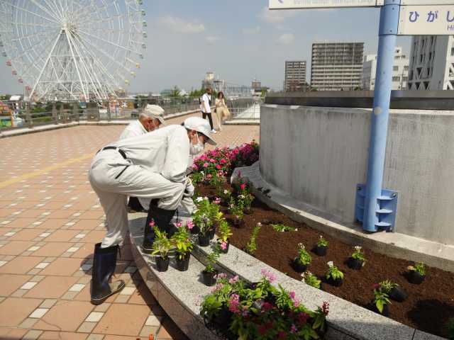 名古屋港水族館前花壇の植栽R4.9.12_d0338682_14571271.jpg