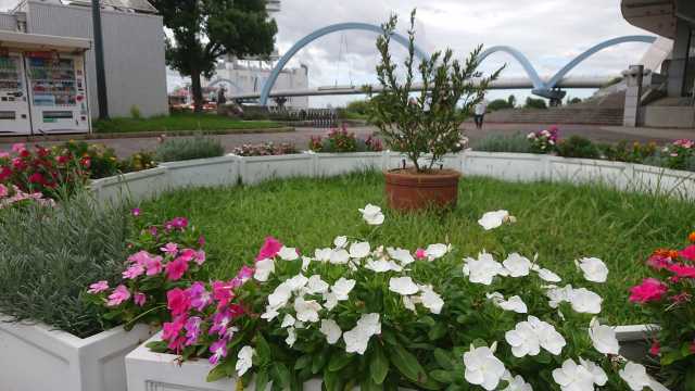 名古屋港水族館前花壇の植栽R4.9.12_d0338682_15245831.jpg