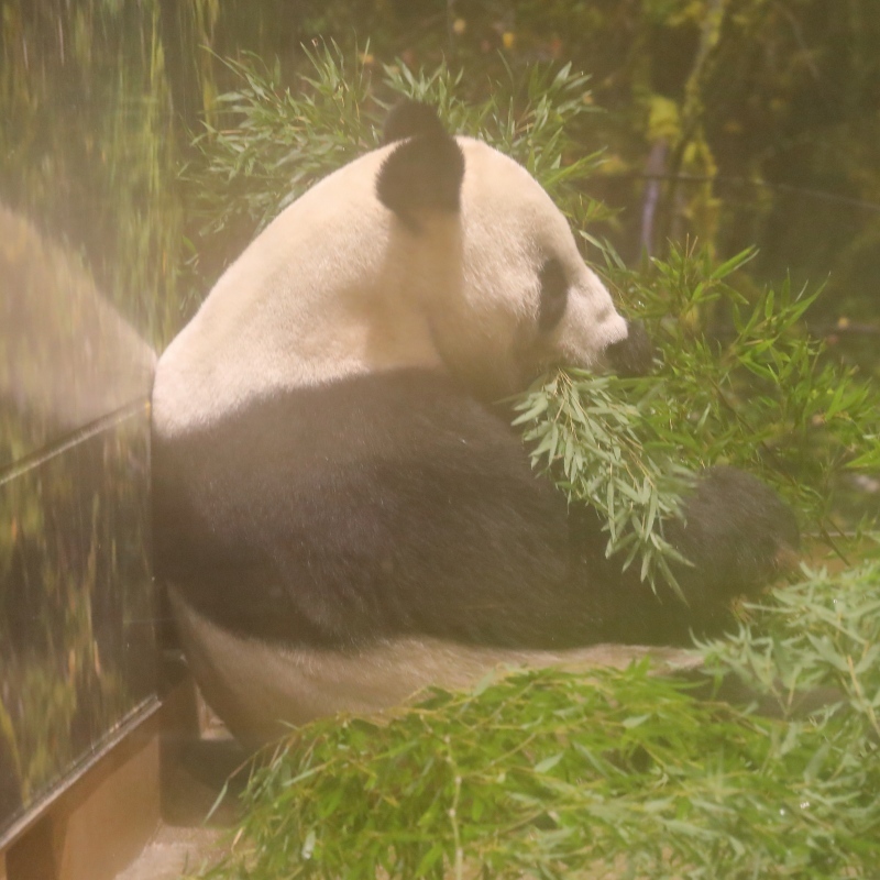 台風の通過中に、上野動物園で、リーリーを独り占めした日_b0291402_21592997.jpg