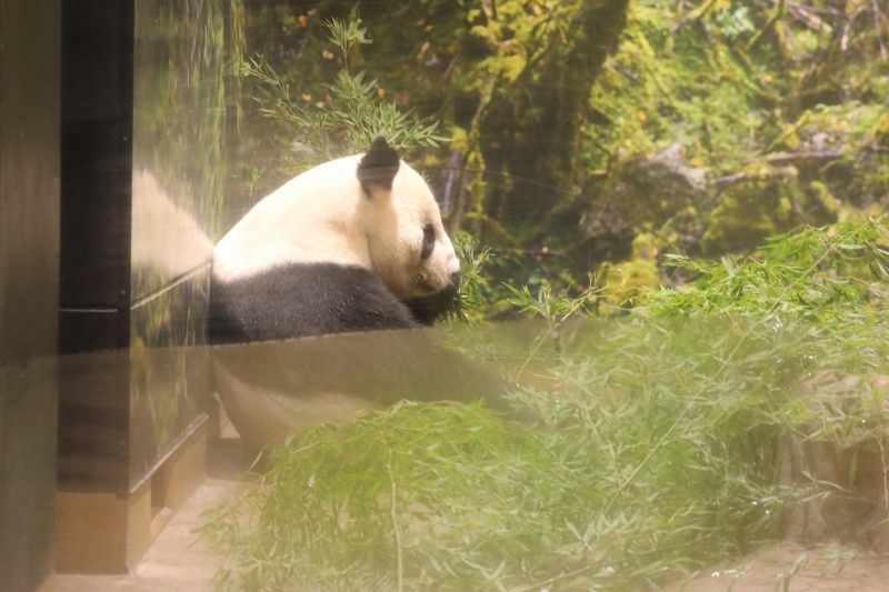 台風の通過中に、上野動物園で、リーリーを独り占めした日_b0291402_22001770.jpg