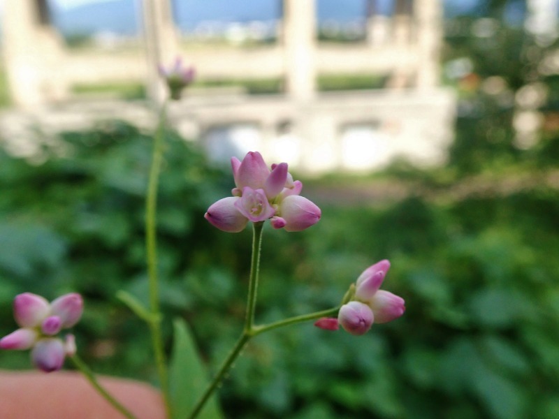 植物研究者の「藤塚」さんとフットパスさせていただきました_c0336902_20555874.jpg