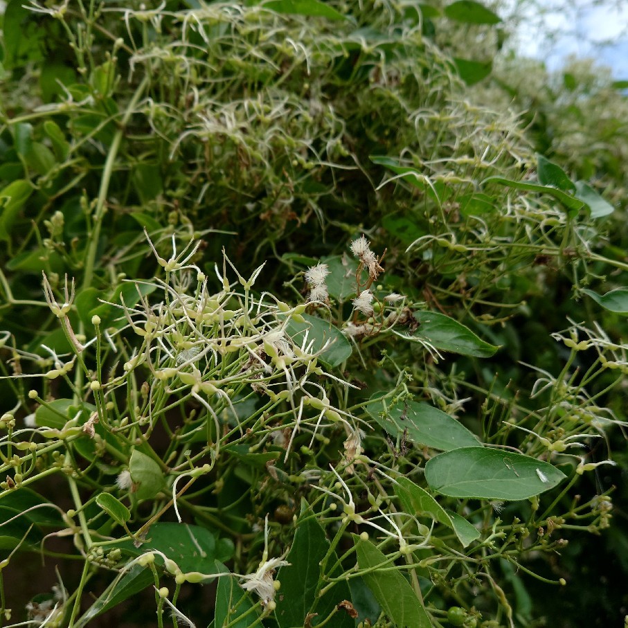 ピコティシャルマン初夏と今の花_c0404712_10163981.jpg
