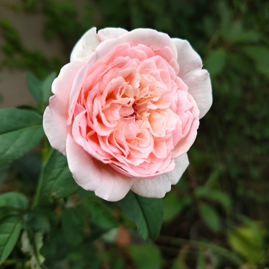 ピコティシャルマン初夏と今の花_c0404712_10171210.jpg