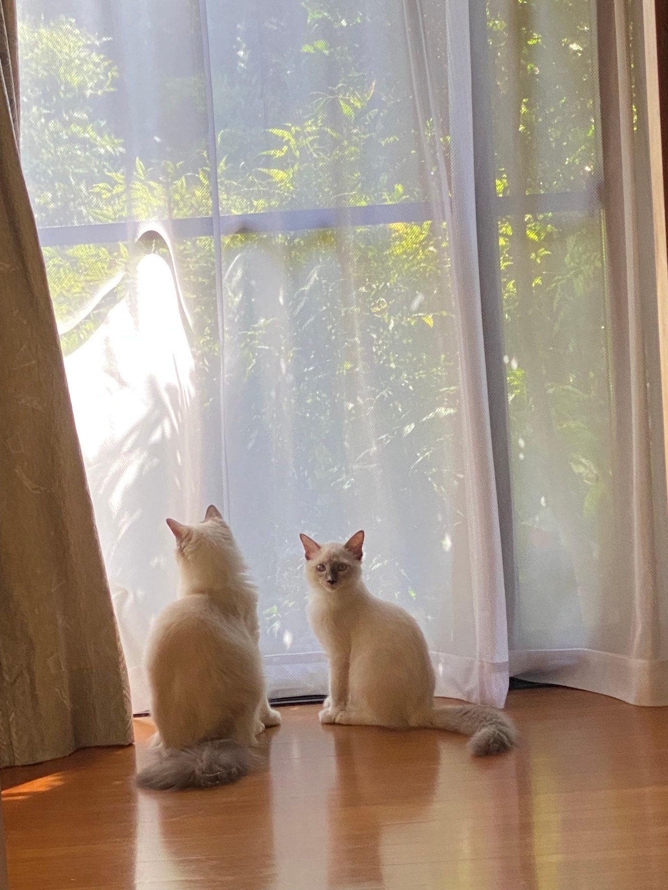 ピコティシャルマン初夏と今の花_c0404712_10312690.jpg