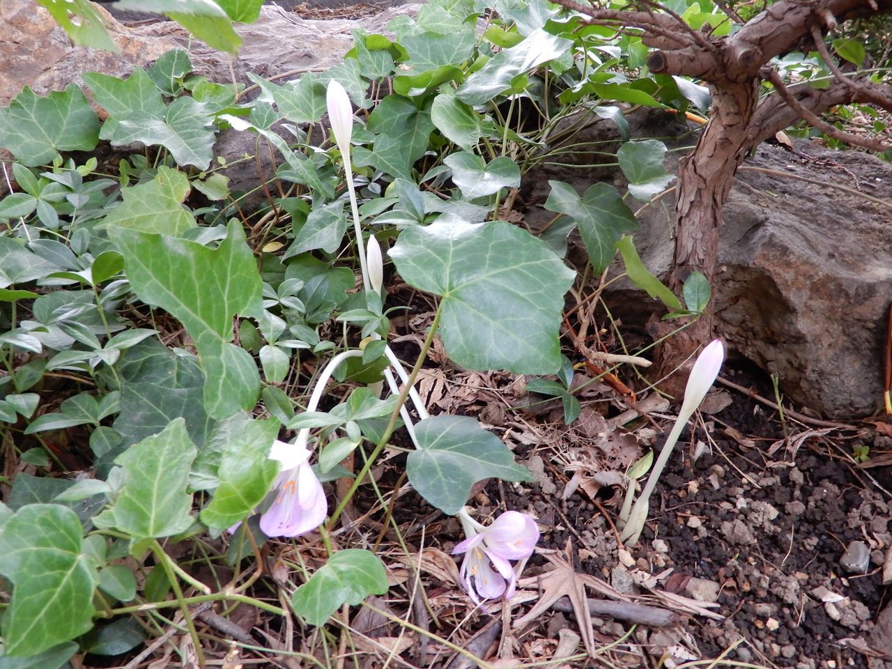 明日の朝はもっと冷える_c0025115_21391624.jpg