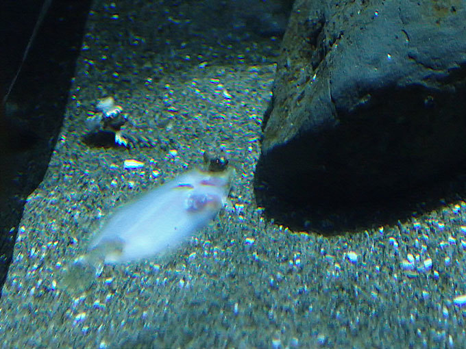 白い色をしたババガレイの稚魚（しながわ水族館 January 2021）_b0355317_21134955.jpg