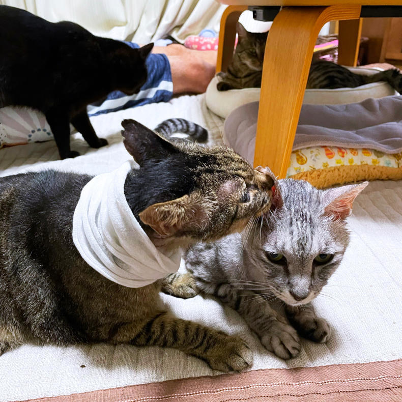 なっちゃん好きすぎ_d0355333_22283739.jpg