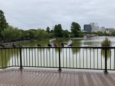 雨の合間の不忍池_b0050651_09593166.jpg