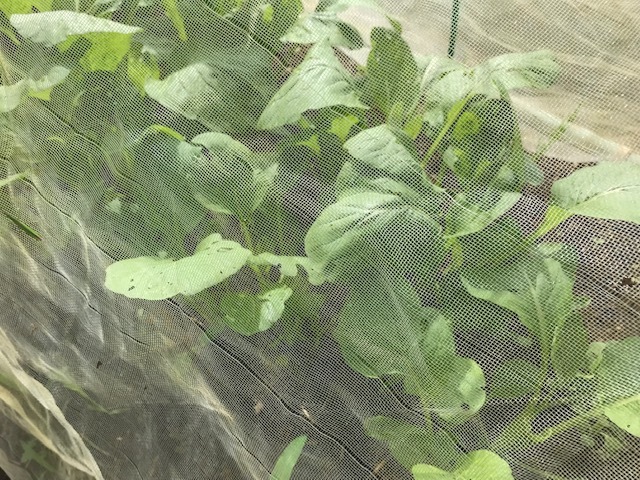ニンニク1回目植え付け、春キャベツ種蒔き9・21_c0014967_21392402.jpg