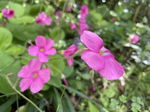 すっかり秋に思える。_a0394574_20265750.jpeg