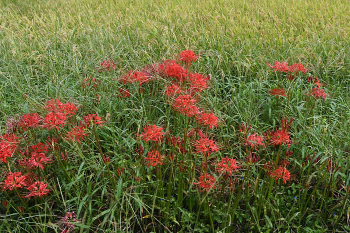 黄金の穂波！＜曼珠沙華＞_e0248688_18164128.jpg