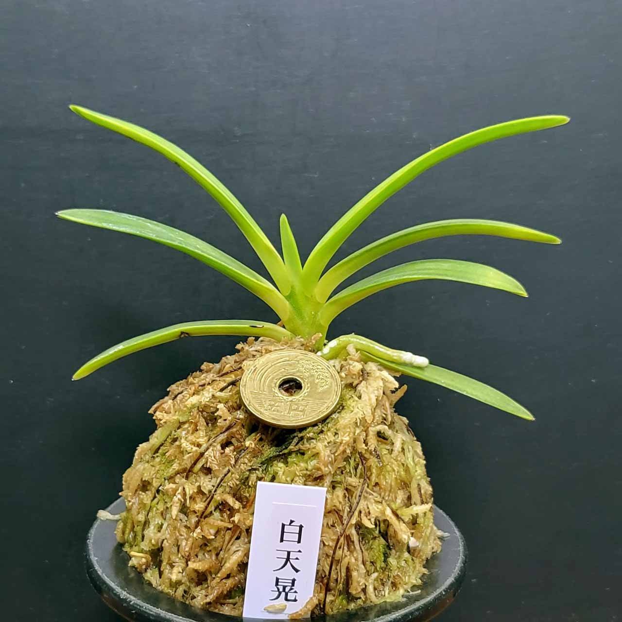 富貴蘭 白天晃 : 富貴蘭チャンネル