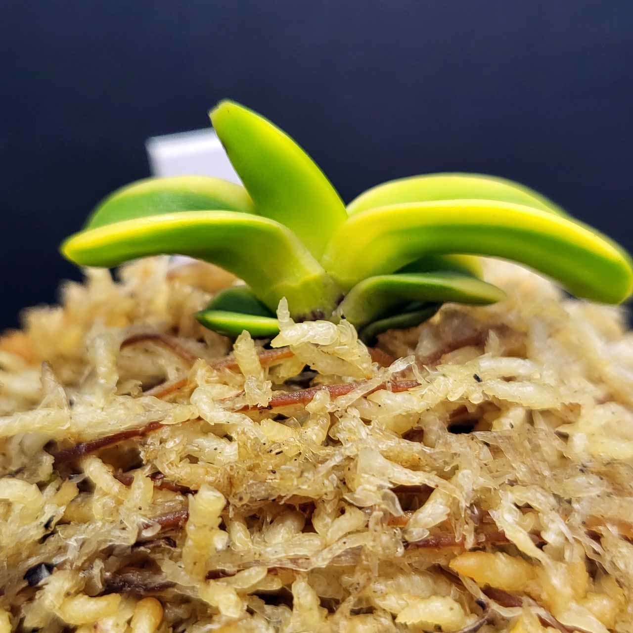 富貴蘭 青海牡丹の変わり : 富貴蘭チャンネル