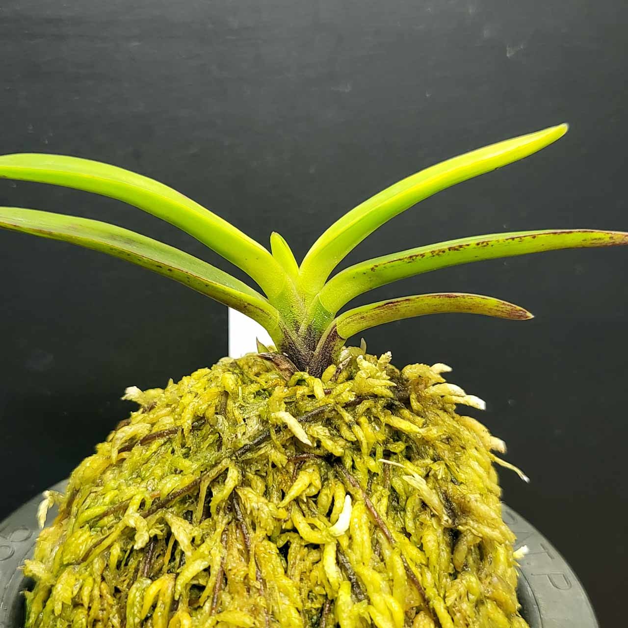 富貴蘭【金牡丹黄縞】小割子｜鉢植え