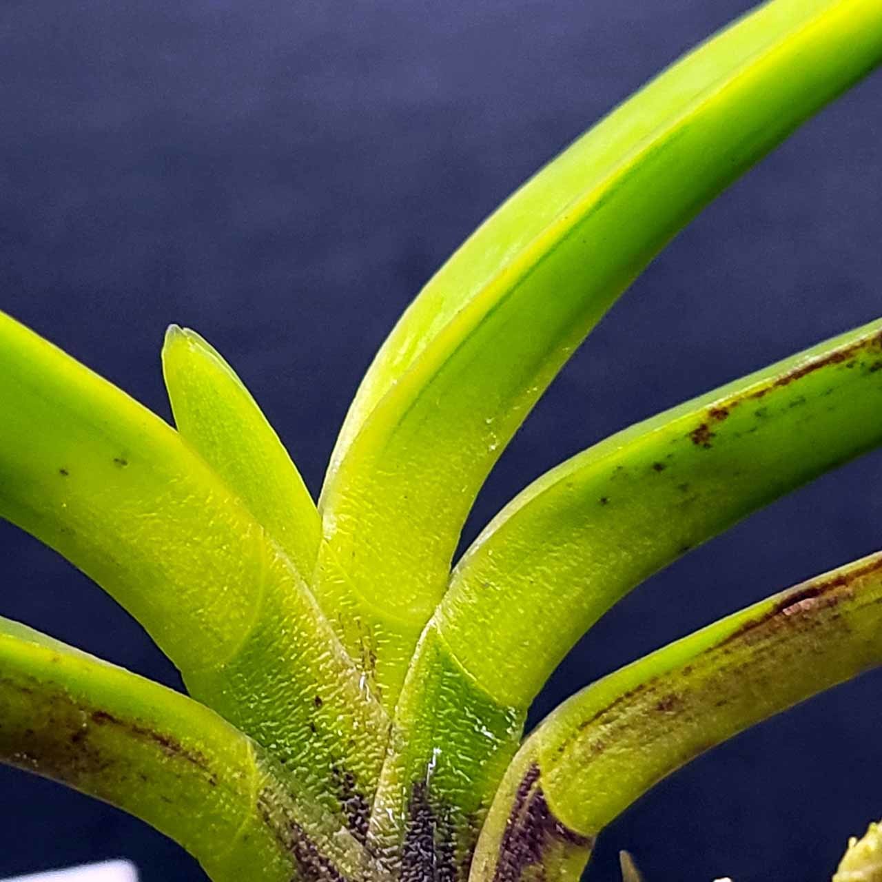 富貴蘭　必見！!金牡丹黄覆輪 富貴蘭 黄牡丹錦の金牡丹 : 富貴蘭チャンネル