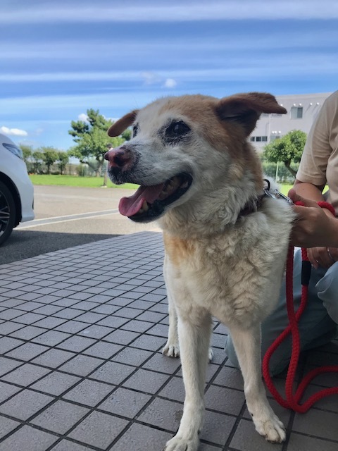 穏やかなおじいちゃん犬引き出しました 青空 お日さま 笑顔
