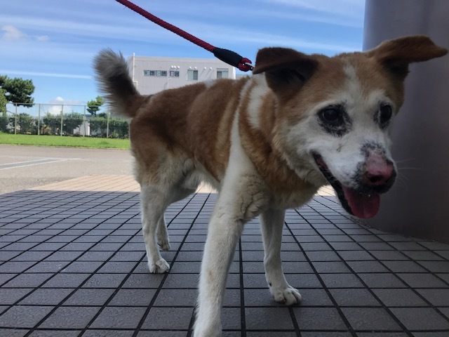 穏やかなおじいちゃん犬引き出しました 青空 お日さま 笑顔