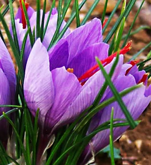 サフランの花 木耶ラ