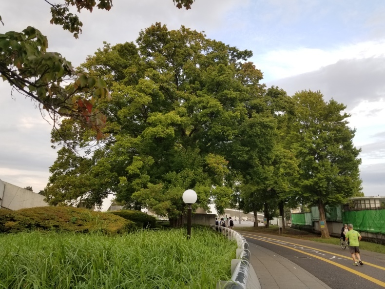 カッカソウヨウ_e0016828_12070371.jpg