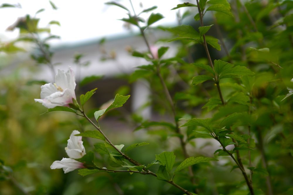 4丁目芝生広場 秋のはじめ_e0373930_07144628.jpg