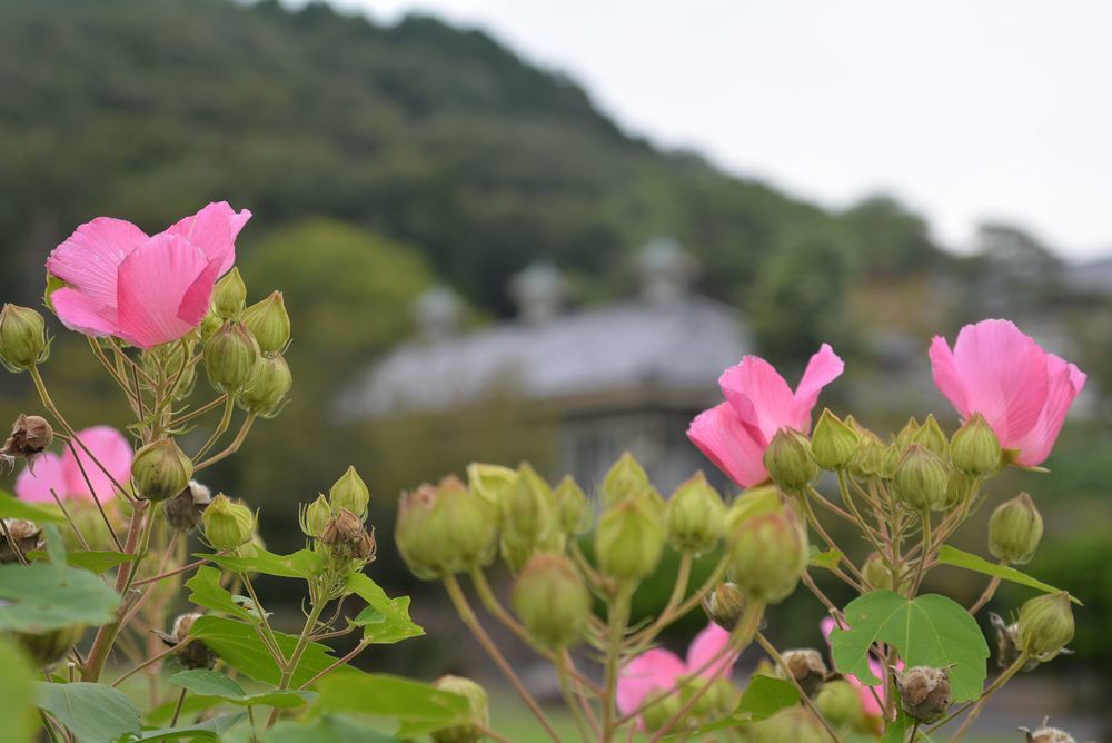 4丁目芝生広場 秋のはじめ_e0373930_07153741.jpg