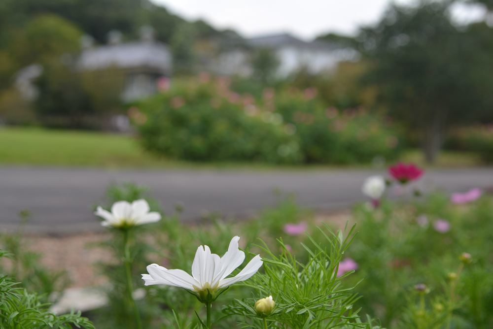 4丁目芝生広場 秋のはじめ_e0373930_07170604.jpg