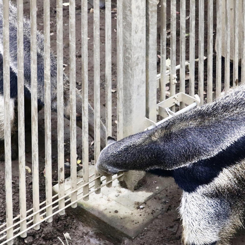 行船公園の動物たち #1日1記事P_c0060143_09085059.jpg