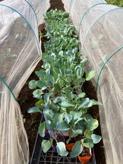 今朝より　カリフラワー　カリフローレ　ロマネスコ　芽キャベツの定植を始めます　次に紫＆オレンジカリフラワーの定植に入ります_c0222448_14082494.jpg