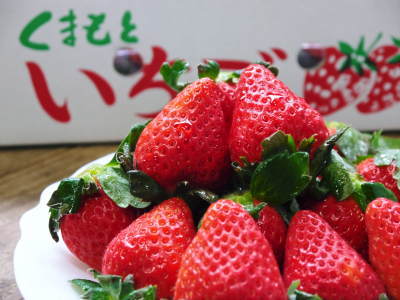 熊本県産高級イチゴ『さがほのか』の令和4年12月からの新規販売に向け生産地と生産者を現地取材スタート！_a0254656_18352841.jpg